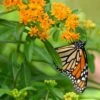 Butterfly Weed (Clay Form) 2 Butterfly Weed (Clay Form) -Plant Sale Store asclepias tuberosa monarch butterly hblbjxx