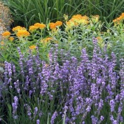 Sharon Roberts English Lavender -Plant Sale Store asclepias western gold mix lavandula angust sharon roberts 1