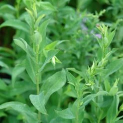 Bluebird Smooth Aster 9 Bluebird Smooth Aster -Plant Sale Store ast laev bluebird foliage northcreek nurseries cropped