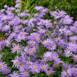 Monch Frikart's Aster 9 Monch Frikart's Aster -Plant Sale Store aster x frikartii m nch flowers garden