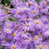 Monch Frikart's Aster 1 Monch Frikart's Aster -Plant Sale Store aster x frikartii m nch garden