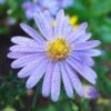 Bluebird Smooth Aster -Plant Sale Store aster bluebird mt cuba closeup cropped