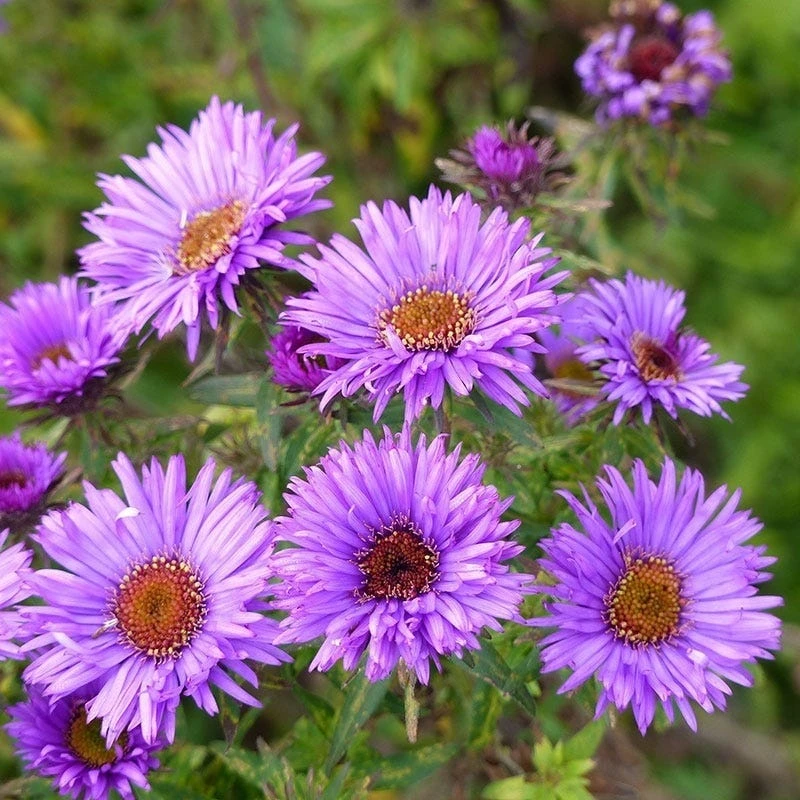Purple Dome New England Aster 2 Purple Dome New England Aster