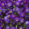 Axcent™ Deep Purple Aubrieta -Plant Sale Store axcent deep purple rock cress 1