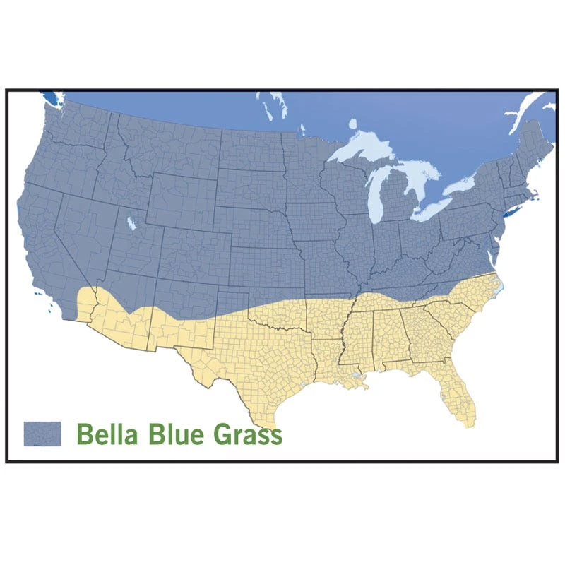 Bella™ Bluegrass Grass Plugs 5 Bella™ Bluegrass Grass Plugs - Image 3