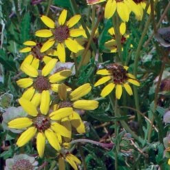 Mora County Chocolate Flower Mix (Berlandiera) -Plant Sale Store berlandiera chocolate flower 25391 2
