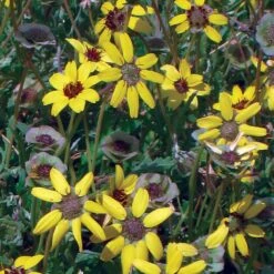 Mora County Chocolate Flower Mix (Berlandiera) -Plant Sale Store berlandiera chocolate flower 25391 1