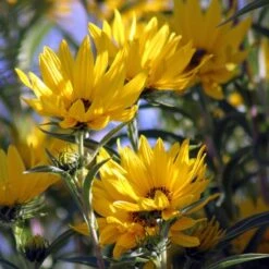 Santa Fe Maximilian's Sunflower (Helianthus) -Plant Sale Store betty griffith maximiliana sunfl