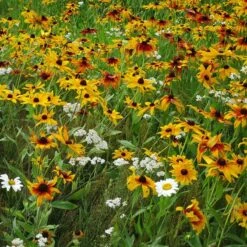 Dry Area Wildflower Seed Mix -Plant Sale Store black eyed susan gloriosa daisy yarrow