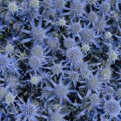 Blue Glitter Sea Holly (Eryngium) -Plant Sale Store blue glitter sea holly 2