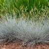 Blue Whiskers Fescue Grass 1 Blue Whiskers Fescue Grass -Plant Sale Store blue whiskers fescue grass 1
