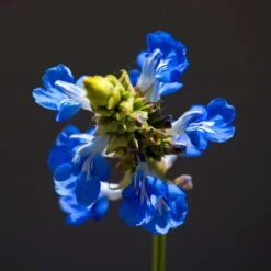 Blue Spike Salvia -Plant Sale Store bog sage salvia uliginosa cropped 2