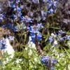 Blue Spike Salvia -Plant Sale Store bog sage salvia uliginosa cropped 3