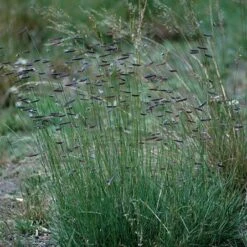 Hachita Blue Grama Grass Plugs -Plant Sale Store bouteloua gracilis hachita3 1