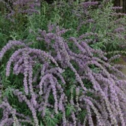Silver Spring Blooming Butterfly Bush (Buddleia) -Plant Sale Store buddleia alternafolia argentea