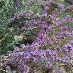 Silver Spring Blooming Butterfly Bush (Buddleia) -Plant Sale Store buddleia alternifolia argentea