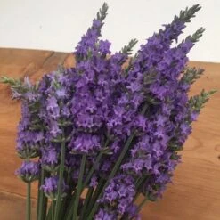 Sensational!™ Lavender 7 Sensational!™ Lavender -Plant Sale Store bundle of lavender flowers flowrs