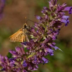 Blue Blazes Agastache -Plant Sale Store butterfly on blue blazes hyssop