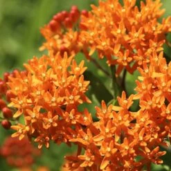 Butterfly Weed -Plant Sale Store butterfly weed 2