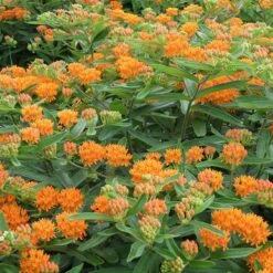 Butterfly Weed -Plant Sale Store butterfly weed 4