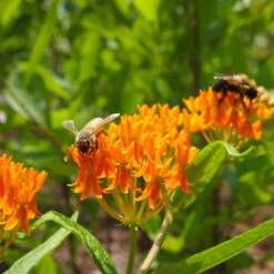 Butterfly Weed (Clay Form) -Plant Sale Store butterfly weed asclepias tuberosa garden