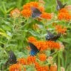 Butterfly Weed -Plant Sale Store butterfly weed butterflies 1