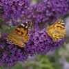 Buzz® Midnight Butterfly Bush (Buddleia) -Plant Sale Store buzz midnight butterfly bush buddleia purple