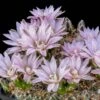 Miniature Chin Cactus (Gymnocalycium)