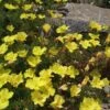 Sundrops (Calylophus) -Plant Sale Store calylophus drummondii 1