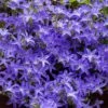 Blue Waterfall Bellflower (Campanula) -Plant Sale Store campanula blue waterfall 1