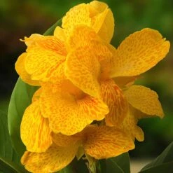 CannaSol™ Happy Emily® Canna Lily 5 CannaSol™ Happy Emily® Canna Lily -Plant Sale Store canna cannasol series canna lily yellow happy emily cropped