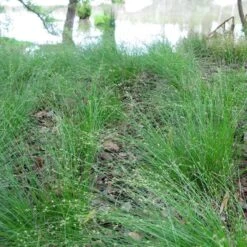 Appalachian Sedge 7 Appalachian Sedge -Plant Sale Store carex appalachica hoffman cropped 3 1