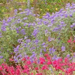 Dark Knight Caryopteris -Plant Sale Store caryopteris dark knight bush