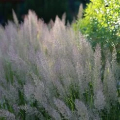 Caspian Feather Reed Grass 5 Caspian Feather Reed Grass -Plant Sale Store caspian feather reed grass 2