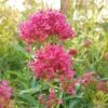 Pink Valerian (Centranthus) 1 Pink Valerian (Centranthus) -Plant Sale Store centranthus cropped