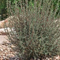 Littleleaf Mountain Mahogany (Cercocarpus) -Plant Sale Store cercocarpus intricatus whole plt rock garden