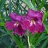 Lucretia Hamilton Desert Willow -Plant Sale Store chilopsis lucrietia hamilton close up