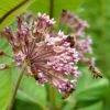 Common Milkweed 2 Common Milkweed -Plant Sale Store common milkweed seeds pollinators
