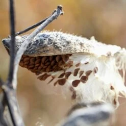 Common Milkweed -Plant Sale Store common milkweed seeds seed pod