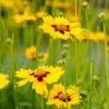 Sterntaler Coreopsis -Plant Sale Store coreopsis sterntaler tickseed 37945