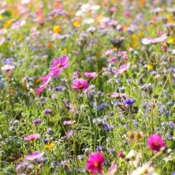 Dry Area Wildflower Seed Mix -Plant Sale Store cosmos bachelor buttons meadow