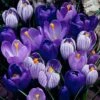 Blue Moon Dutch Crocus Mix -Plant Sale Store crocus blue moon mix