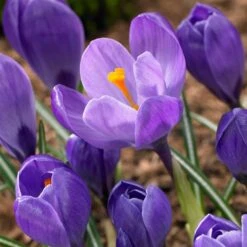 Remembrance Dutch Crocus 17 Remembrance Dutch Crocus -Plant Sale Store crocus remembrance visi86705
