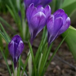 Tommasini's Ruby Giant Crocus 13 Tommasini's Ruby Giant Crocus -Plant Sale Store crocus tommasinianus bulbs ruby giant 39150 3 web