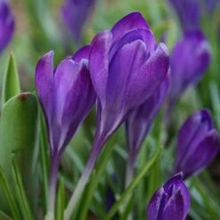 Tommasini's Ruby Giant Crocus 12 Tommasini's Ruby Giant Crocus -Plant Sale Store crocus tommasinianus bulbs ruby giant 39150 4 web