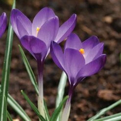 Tommasini's Ruby Giant Crocus 14 Tommasini's Ruby Giant Crocus -Plant Sale Store crocus tommasinianus bulbs ruby giant 39150 5 web