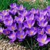 Remembrance Dutch Crocus -Plant Sale Store crocusremembrance4 1