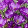 Tommasini's Ruby Giant Crocus -Plant Sale Store crocusrubygiant 5