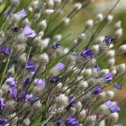 Cupid's Dart (Catanache) 9 Cupid's Dart (Catanache) -Plant Sale Store cupids dart catananche caerulea garden before bloom