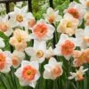 60 Days Of Daffodils Mix -Plant Sale Store daffodil mix web